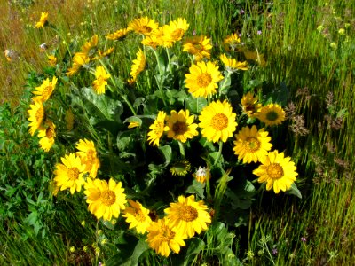 Wildflowers at Dalles Mt. Ranch in WA