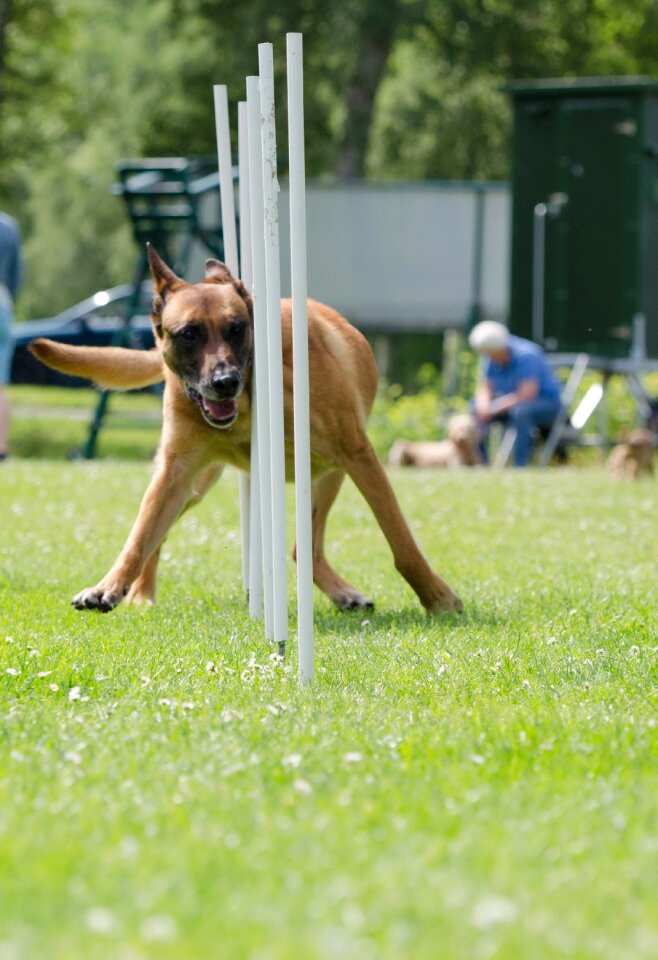 Malinois attention hundesport