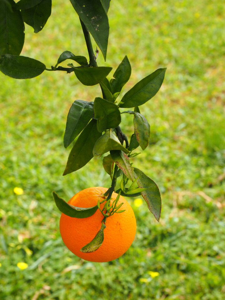 Citrus fruit tree evergreen