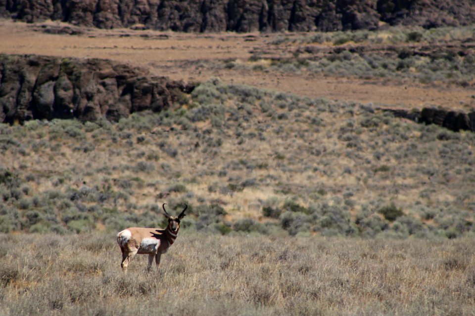 Dry Valley Pronghorn