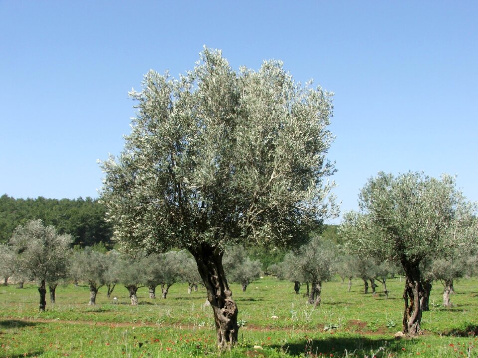 Olives trees nature