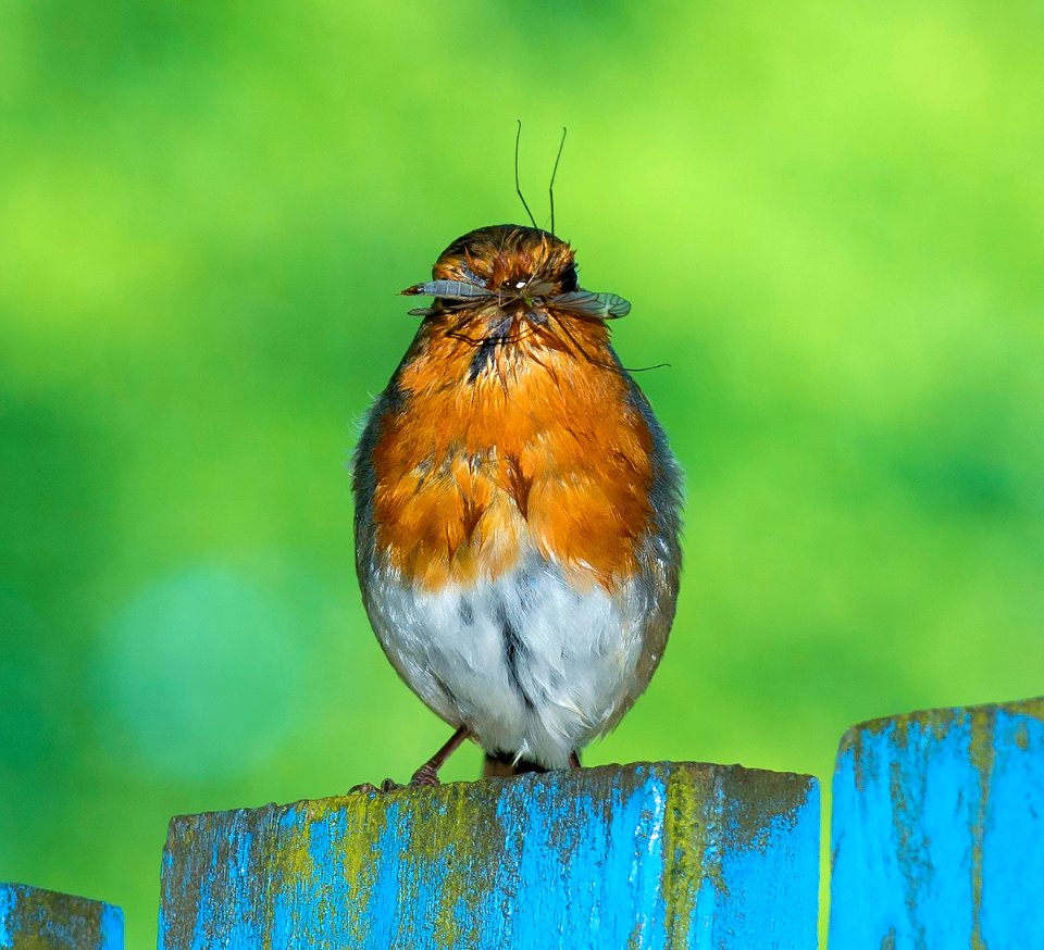 Busy Robin