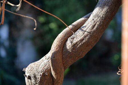 Vine nature trunk