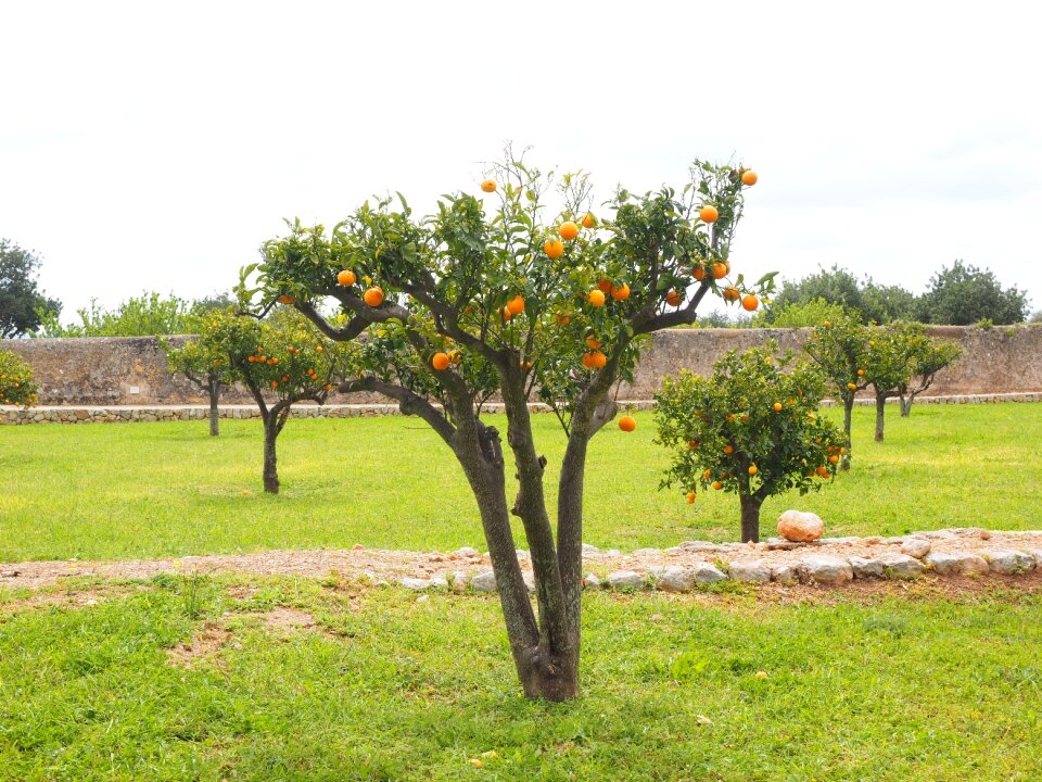 Orange breeds tree small
