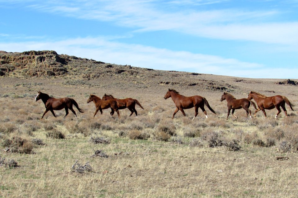 WINNER: Wild Horses, Applegate Field Office