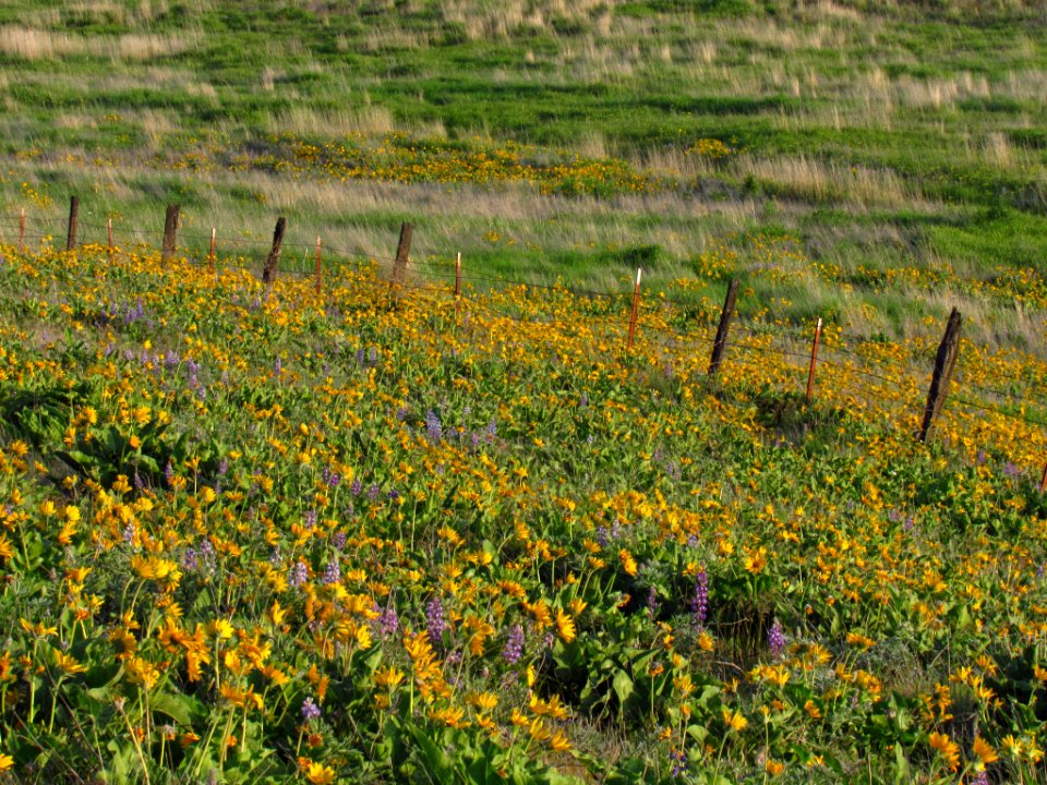 Wildflowers at Dalles Mt. Ranch in WA