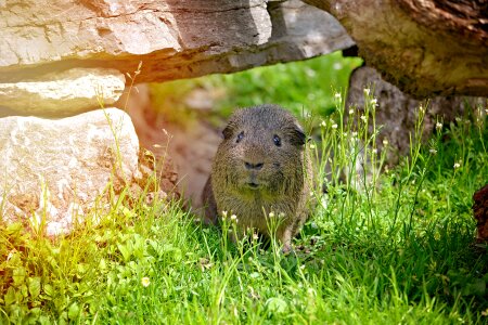 Agouti wild life nature
