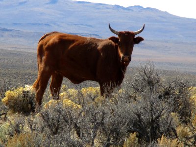 Yearling steer in the Bare Allotment in the Applegate Field Office