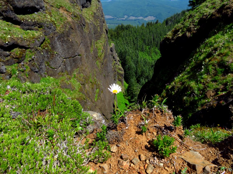 Saddle Mountain Trail in OR