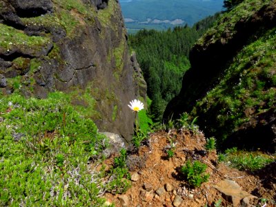 Saddle Mountain Trail in OR