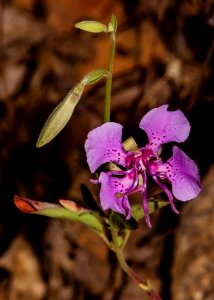 Northern Clarkia in OHV Area in Redding Field Office
