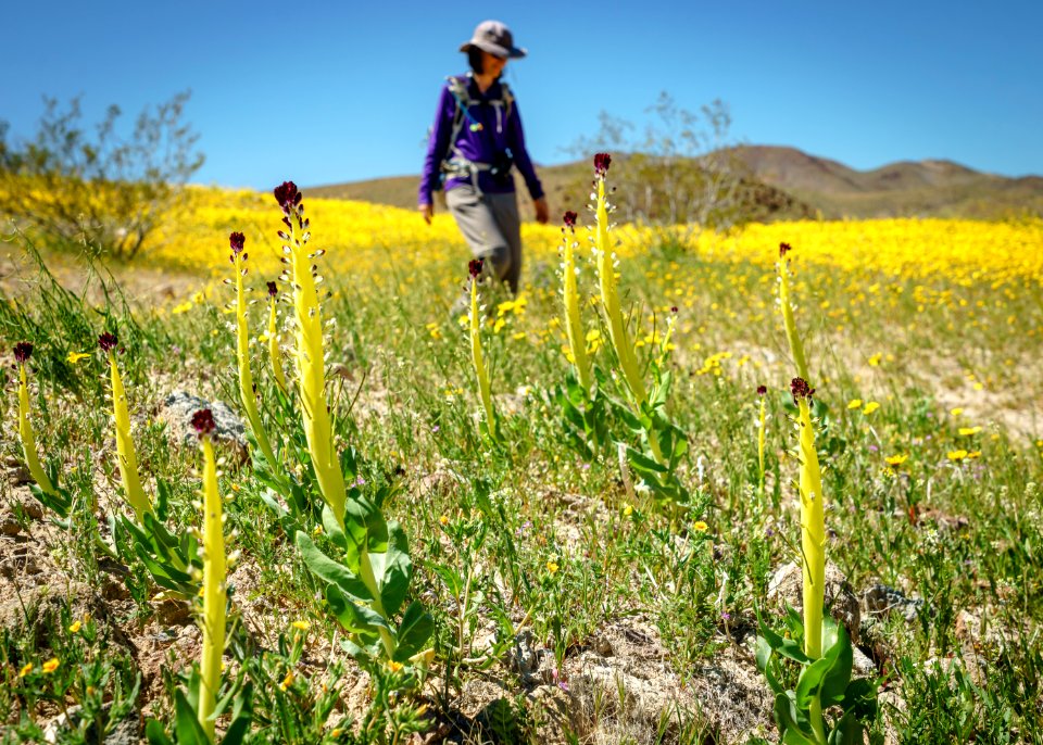 WINNER: Golden Valley Wilderness, Ridgecrest Field Office