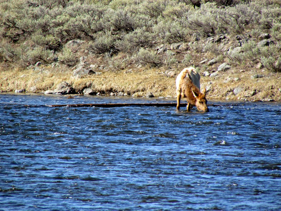 Yellowstone NP in WY