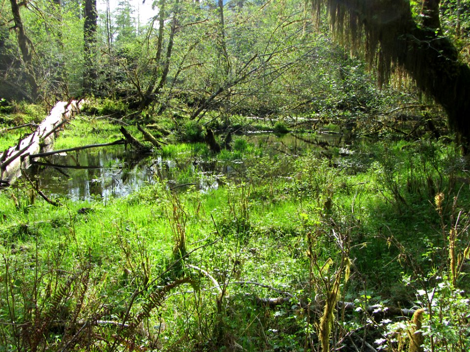 Hoh Rain Forest at Olympic NP in WA