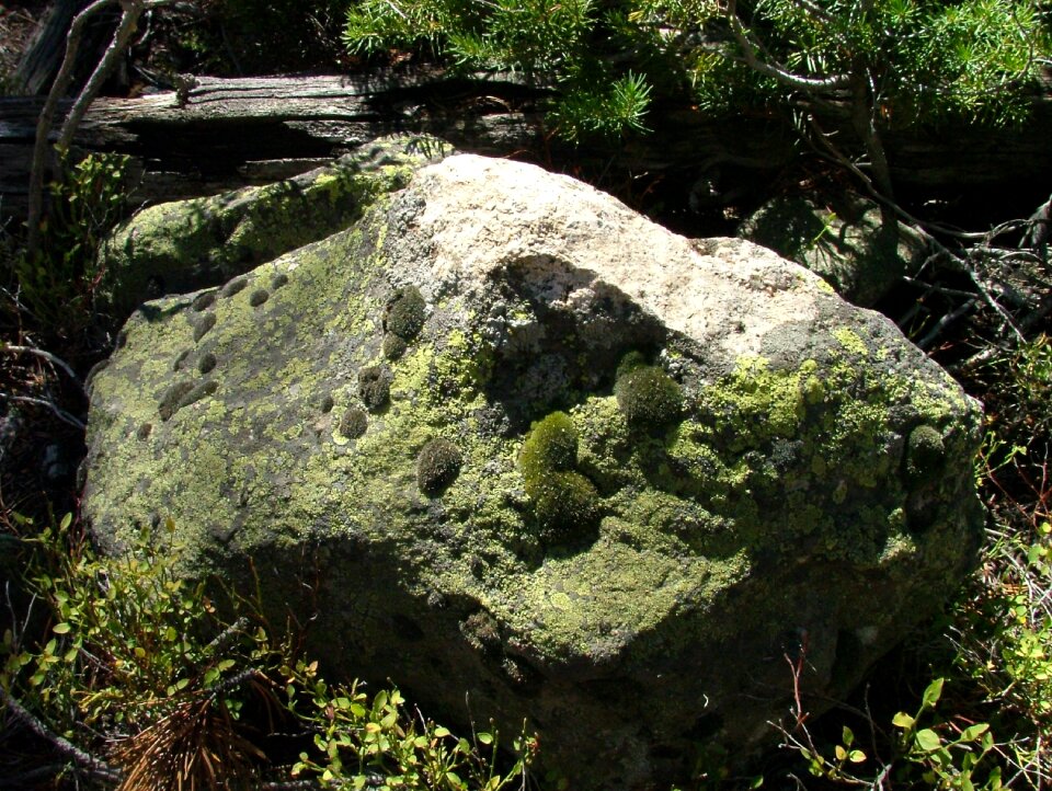 Lichen mold boulder