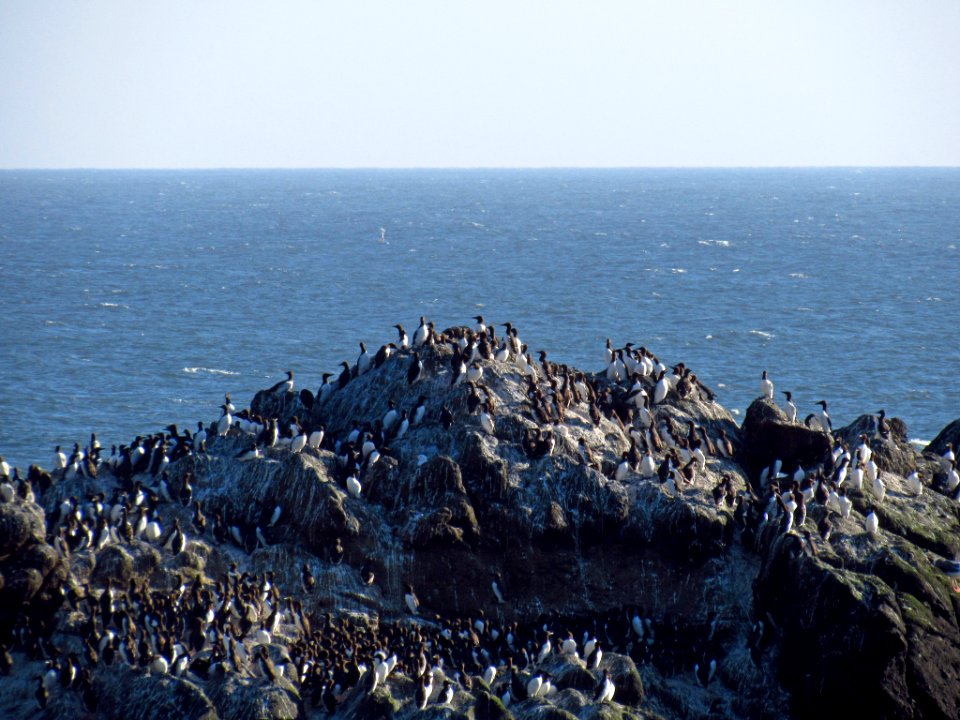 Seabirds at Yaquina Head Natural Area in OR