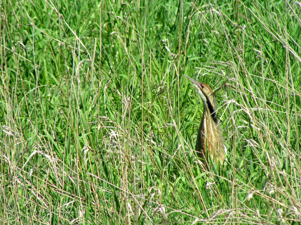 American Bittern at Steigerwald Lake NWR in WA