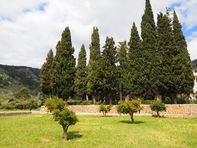 Orange breeds tree small