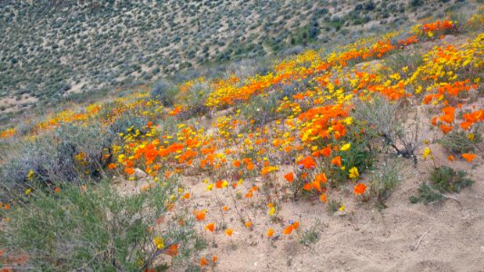 Short Canyon, Ridgecrest Field Office