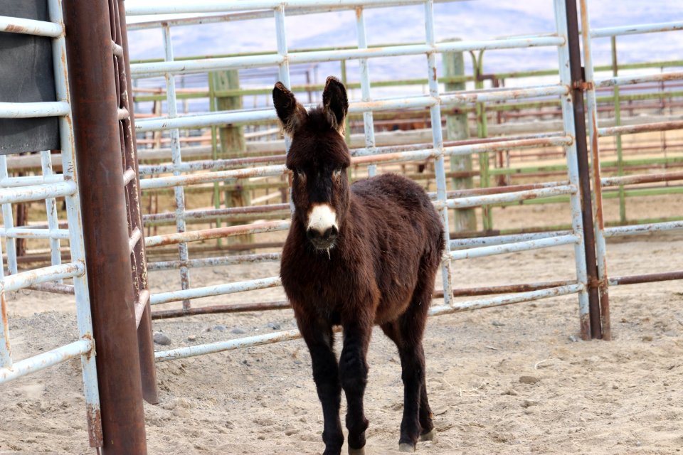 5549  2 Year Old Grey Gelded Jack (5)