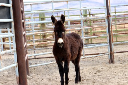 5549  2 Year Old Grey Gelded Jack (5)
