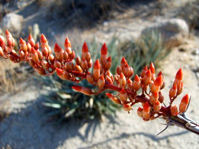 Ocotillo Flowers in El Centro Field Office