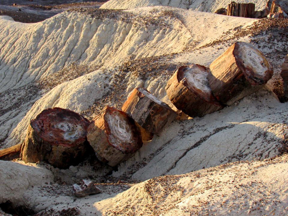 Crystal Forest at Petrified Forest NP in Arizona