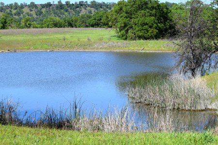 Coyote Pond