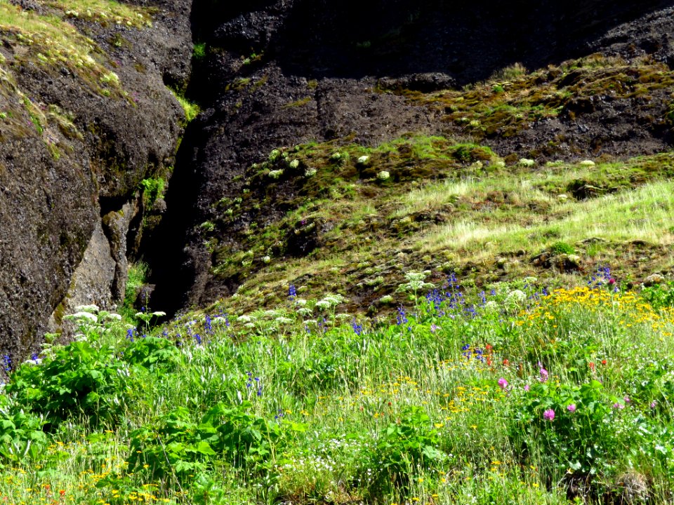 Saddle Mountain Trail in OR
