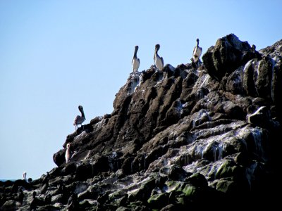 Seabirds at Yaquina Head in OR