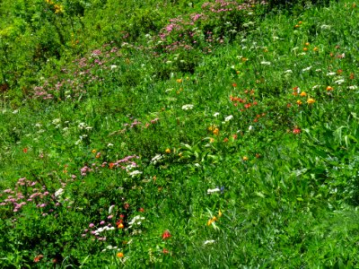 Wildflowers on Tatoosh Peak Trail in WA