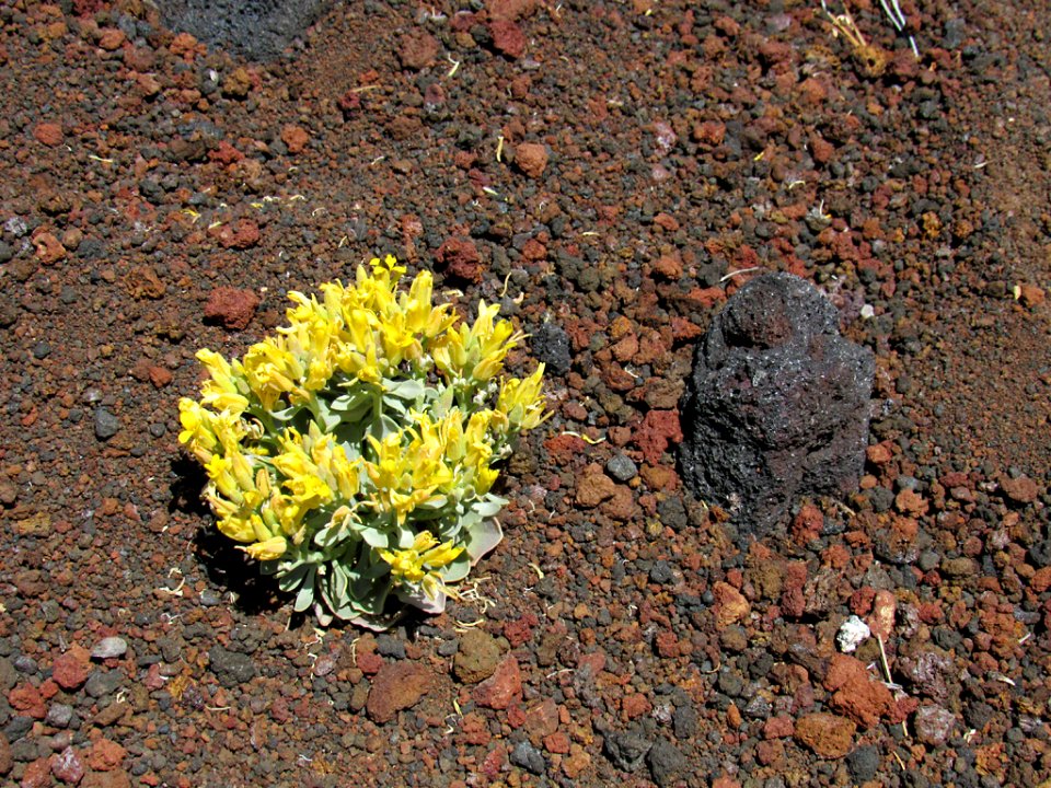 Sunset Crater Volcano NM in Arizona