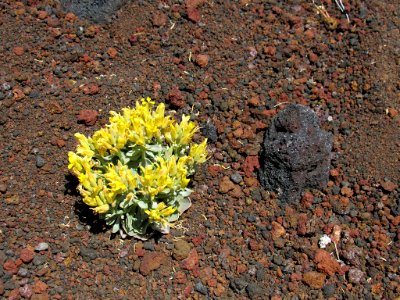 Sunset Crater Volcano NM in Arizona