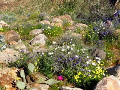 Wildflowers at Anza-Borrego Desert SP in California photo