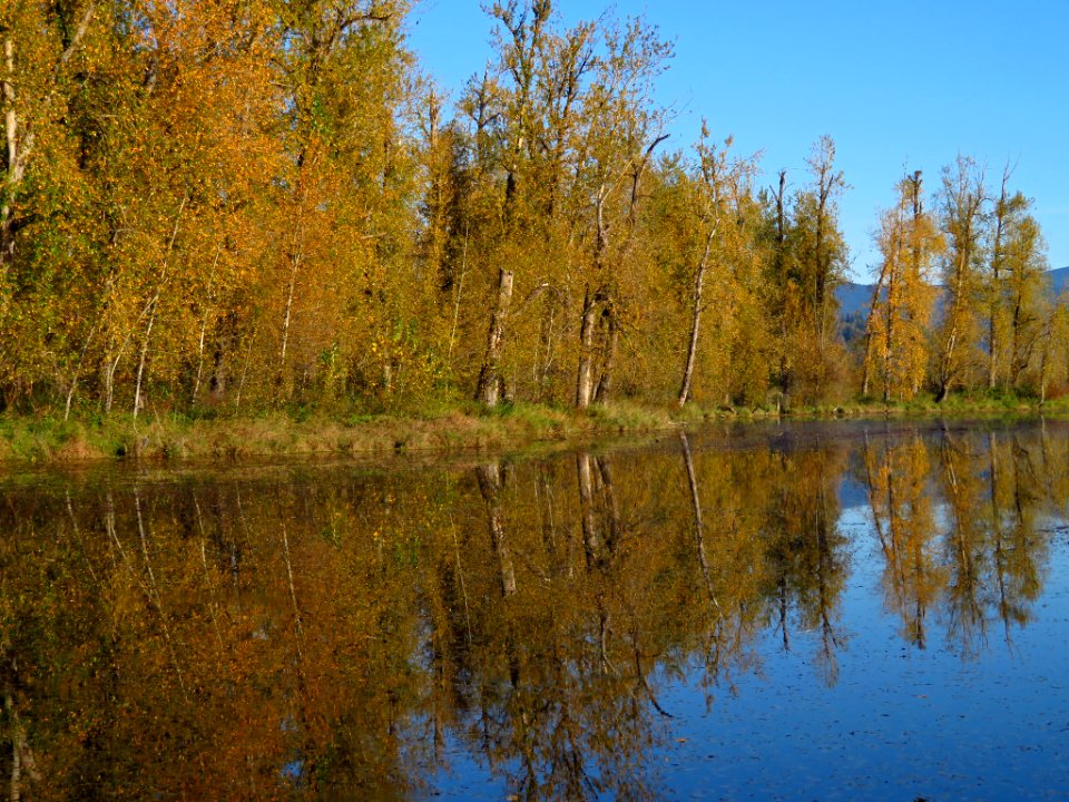 Autumn at Steigerwald Lake NWR in WA
