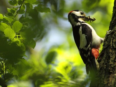 Worms nature bird photo