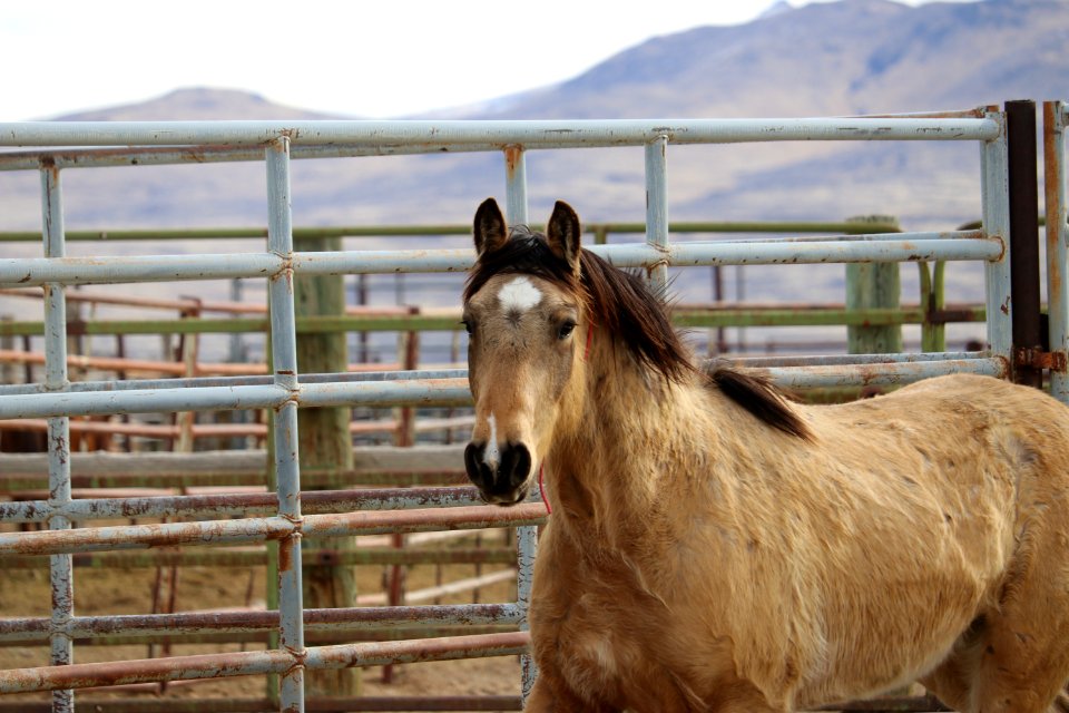 8458  4 Year old Gelding (4)