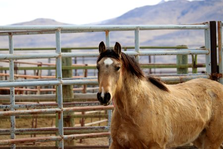 8458  4 Year old Gelding (4)