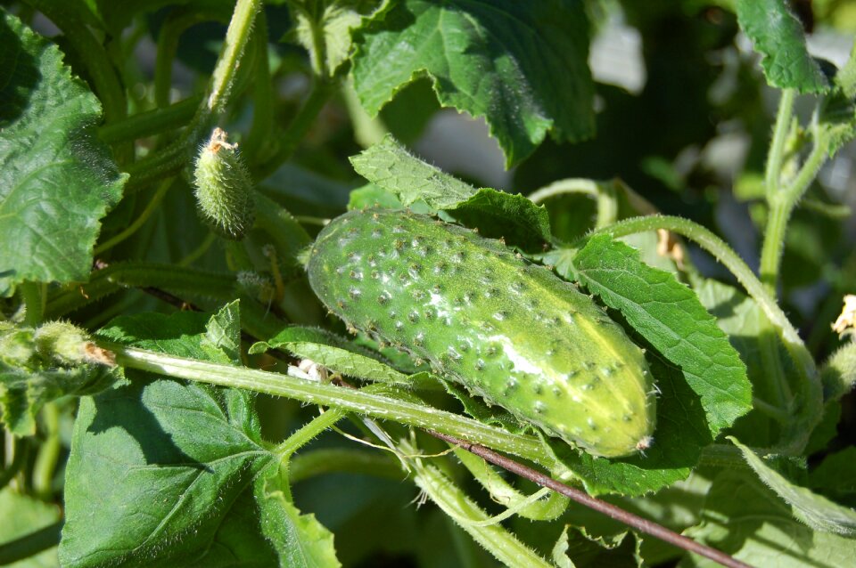Food dacha harvesting