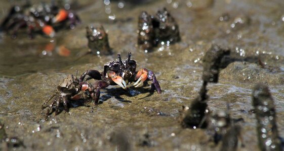 Crustacean nature animal