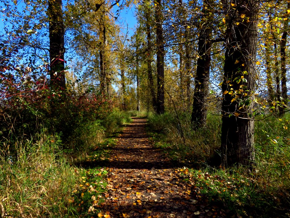 Autumn at Steigerwald Lake NWR in WA