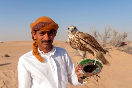 Falcon in Dubai photo