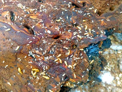 Salvaging Beetle Killed Pine, Mother Lode Field Office