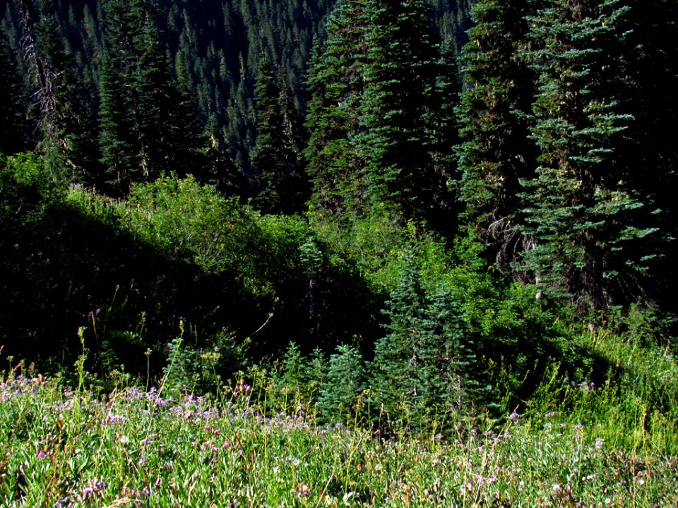 Tatoosh Wilderness in WA