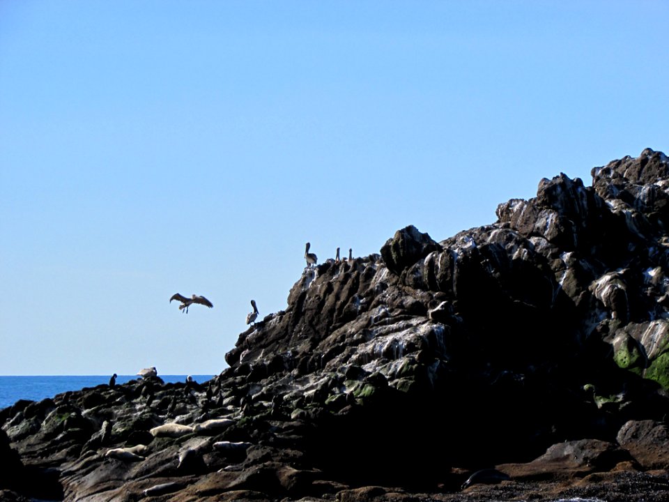 Seabirds at Yaquina Head in OR