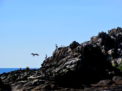 Seabirds at Yaquina Head in OR