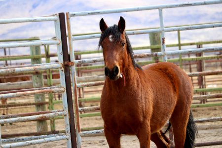 8471  4 Year old Gelding (5)
