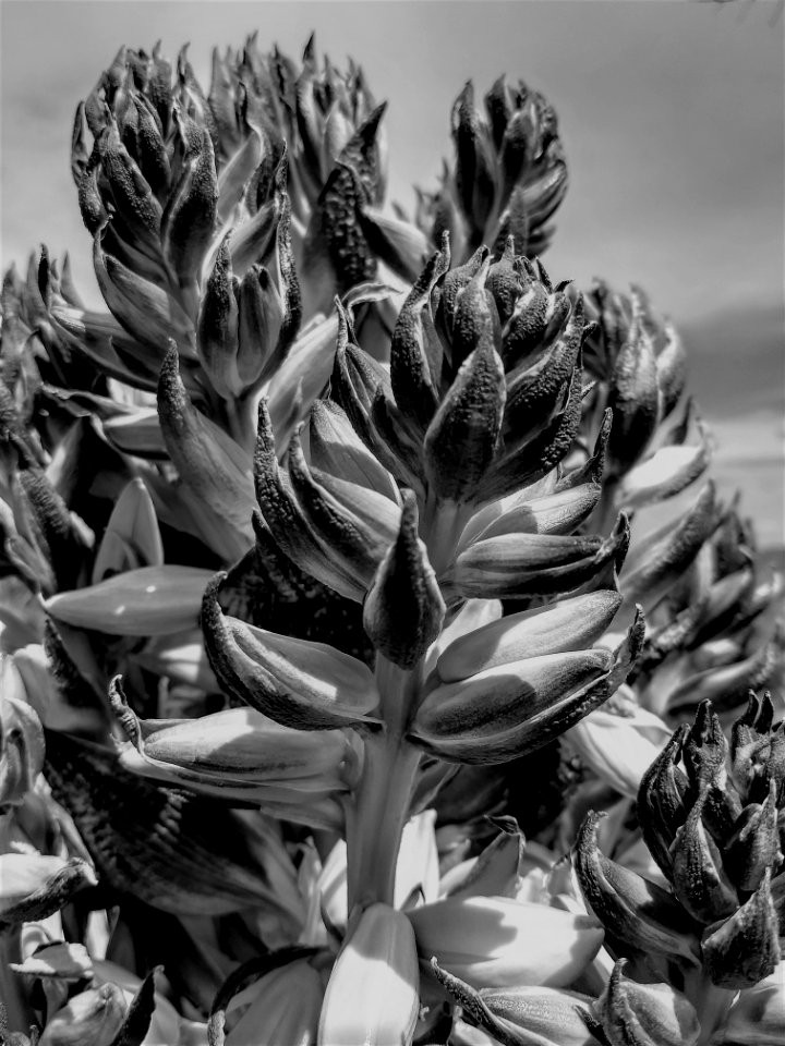 WINNER: Yucca, Needles Field Office