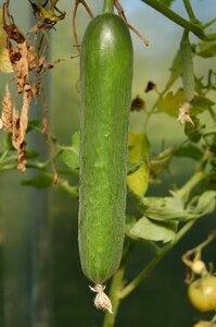 Food dacha harvesting