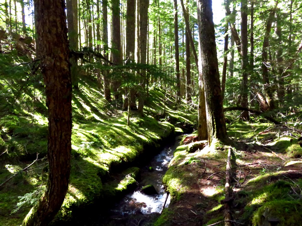 Ramona Falls Hike at Mt. Hood Wilderness in Oregon
